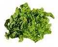 Hoja de roble verde